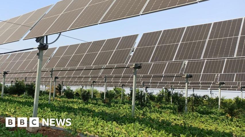 Solar Farms: A New Way to Grow Food?