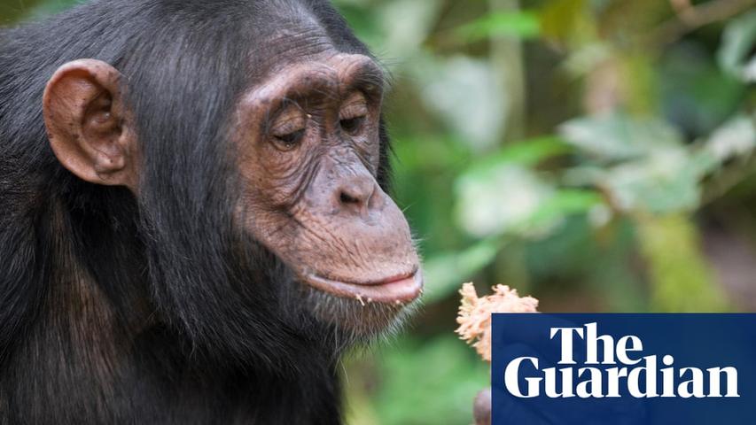Chimps: Daily Dose of Booze from Fruit