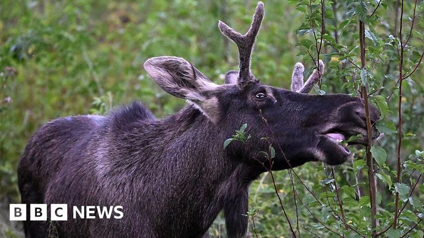 Emil the Elk's Big Trip!