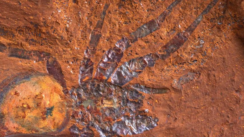 Iron Rocks in Australia Preserve Ancient Life
