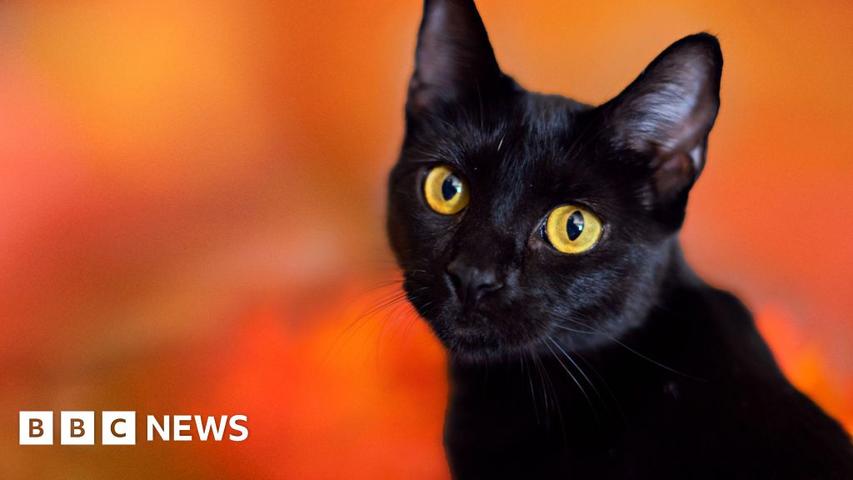 Halloween Ban on Black Cat Adoptions in Spanish Town