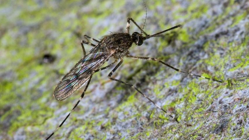 Little Bugs Now Live in Cold Iceland!