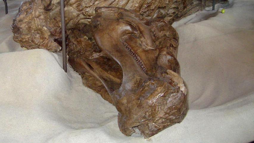 Dino Mummies Have Special Feet!
