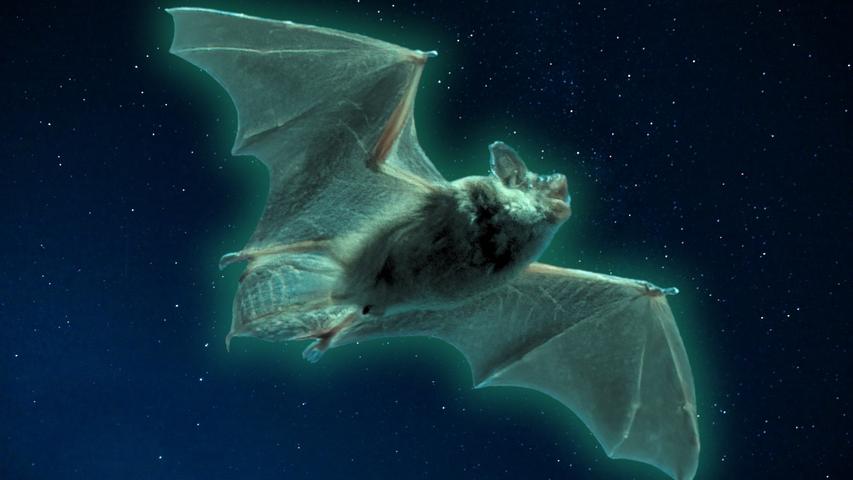 US Bats Emit Surprising Ghostly Green Glow