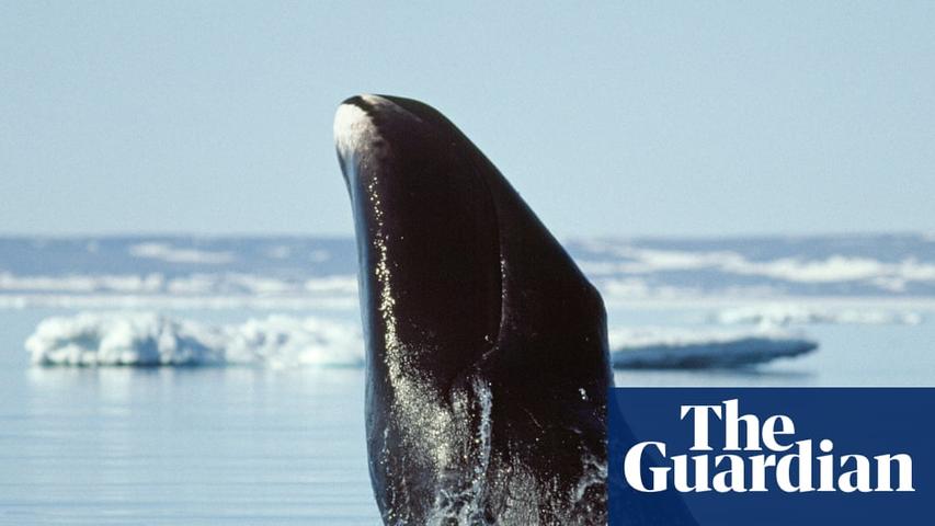 Long-Lived Whales Hold Secrets to Slowing Our Aging
