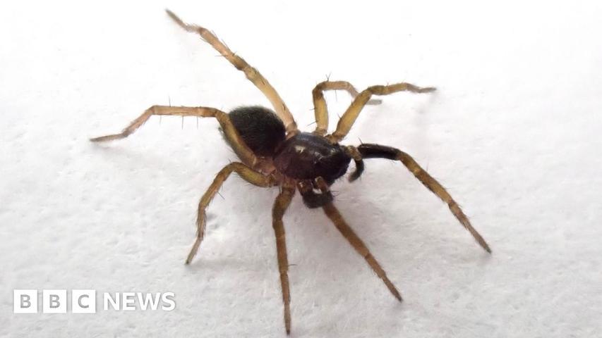 Long-Lost Spider Found Anew After Four Decades