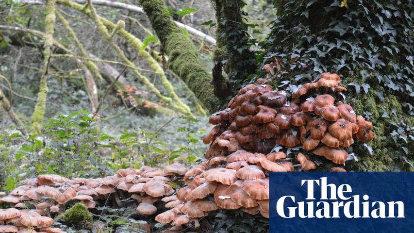 Fungal Surge Threatens U.K. Trees
