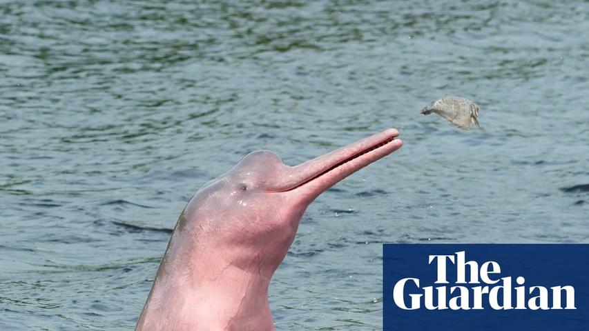 Amazon Waters Reach Dangerous Highs, Causing Dolphin Deaths