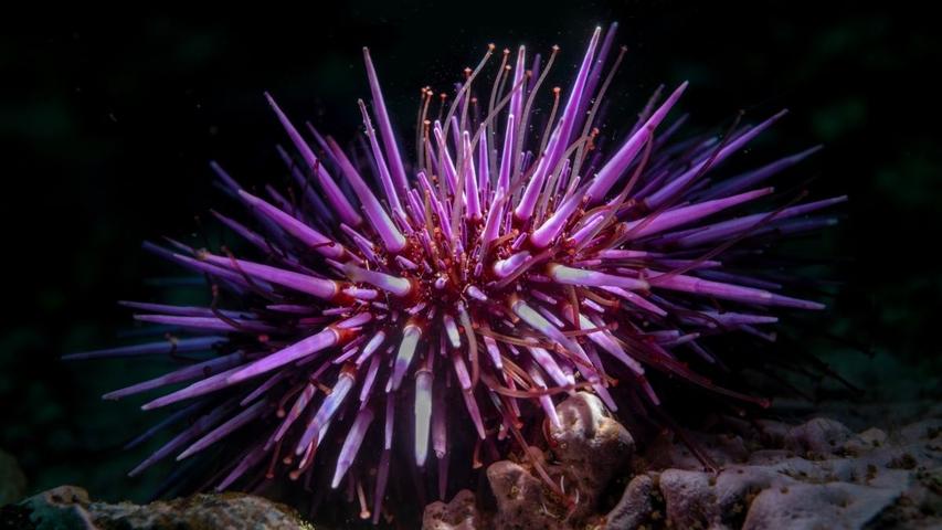Spiky Sea Animals Have Big Brains Everywhere!