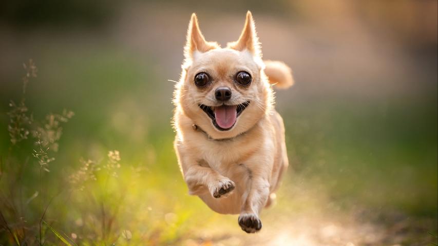 Your Pet Might Be Special!