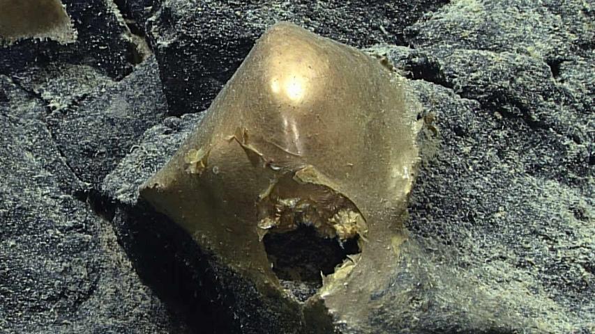 A Shiny Gold Ball From The Very Deep Sea!