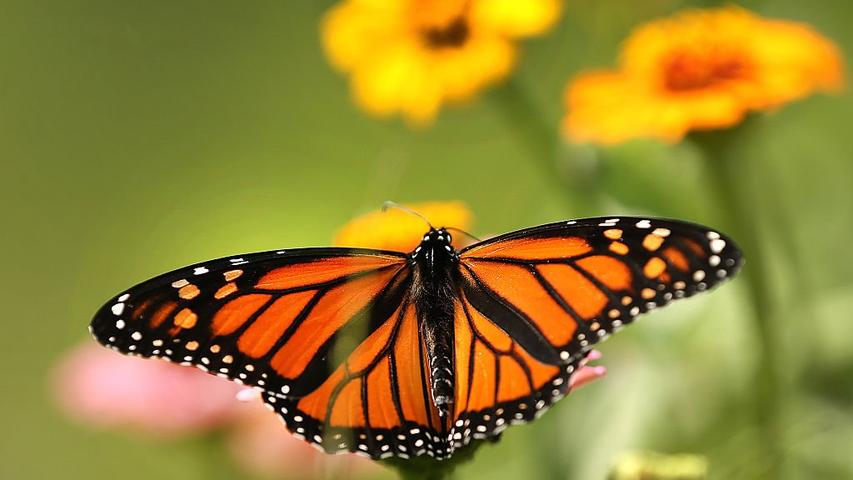 Animals Need Our Help, Let's Protect Them!