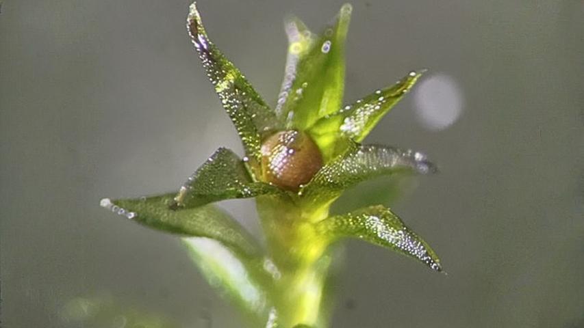 Super Tough Moss Goes to Space!