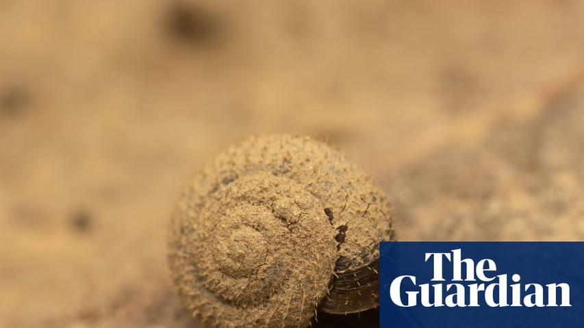 Looking for a Fuzzy Snail in London
