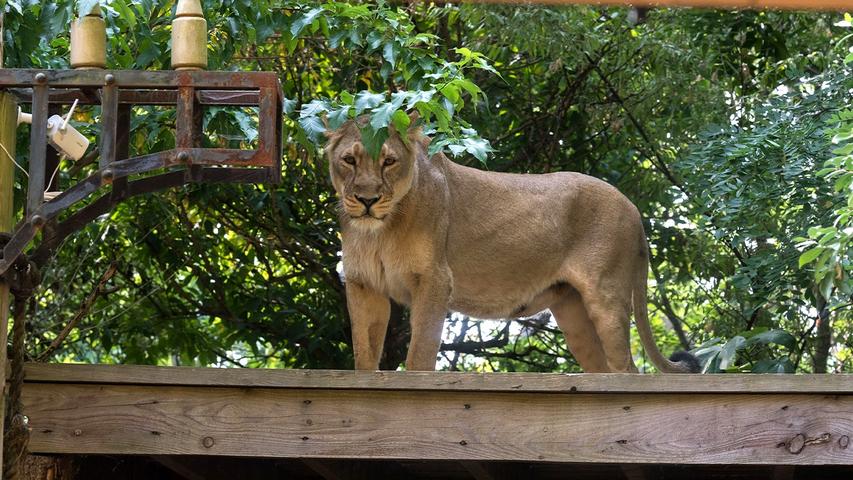 Boy Climbs into Lion Home at Zoo