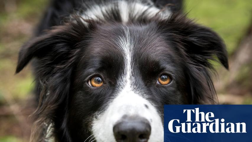 Dogs Make Teenagers Feel Happier and Kinder!