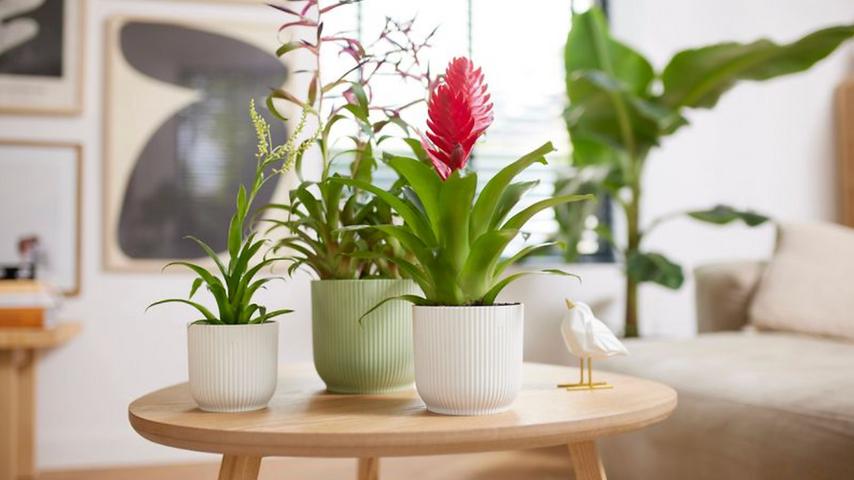 Pretty Pots for Your Green Growing Friends!