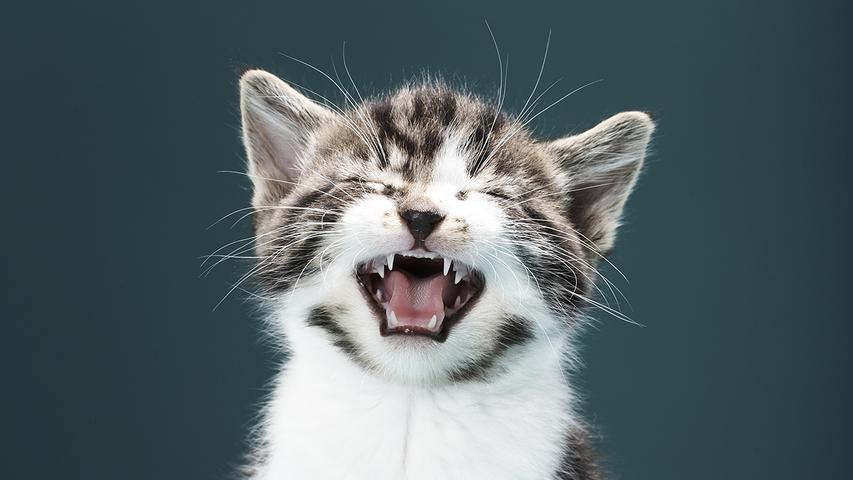 Cats Talk More to Dads, Super Cool!