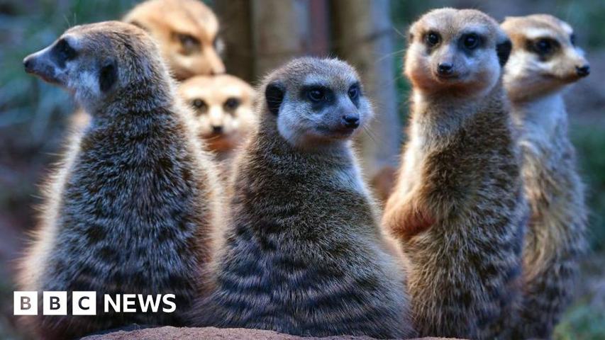 Meerkats and People Like to Stick Together!