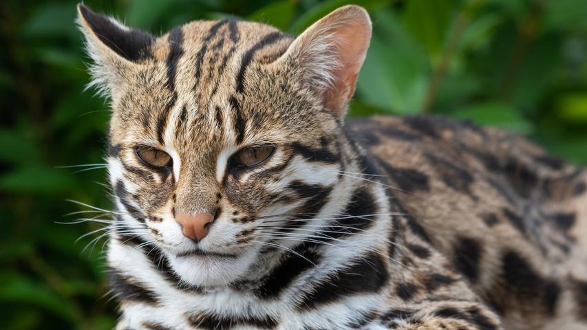 Old Chinese Cats Were Wild Friends!