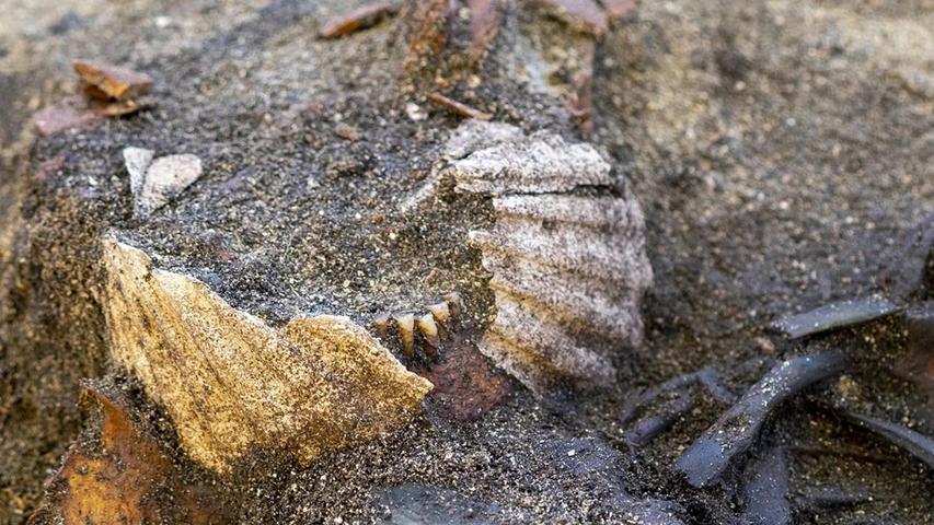 A Special Viking Friend's Surprise Grave!
