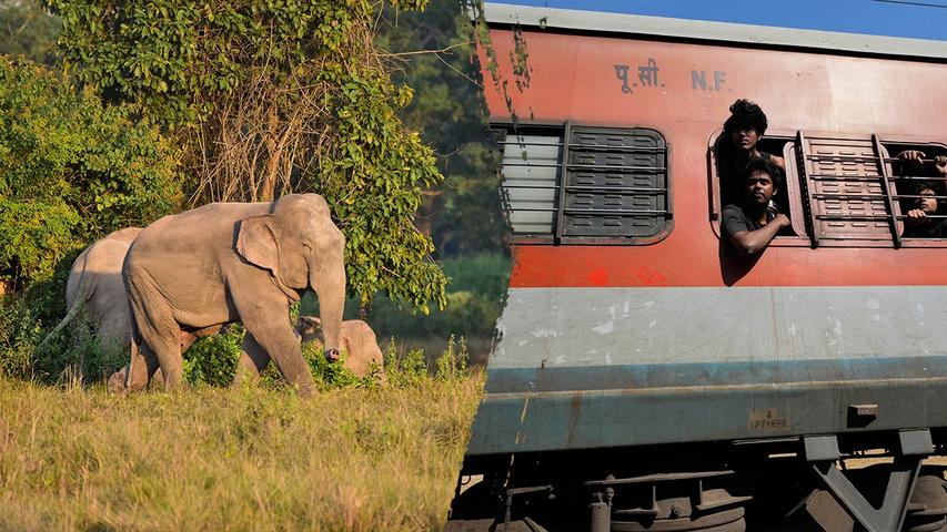 Elephants Perish in Train Accident
