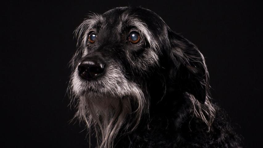 Recognizing Brain Changes in Senior Dogs