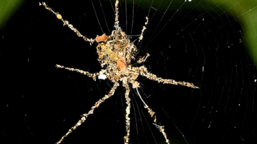 Spiders Play Dress-Up with Spooky Spider Costumes
