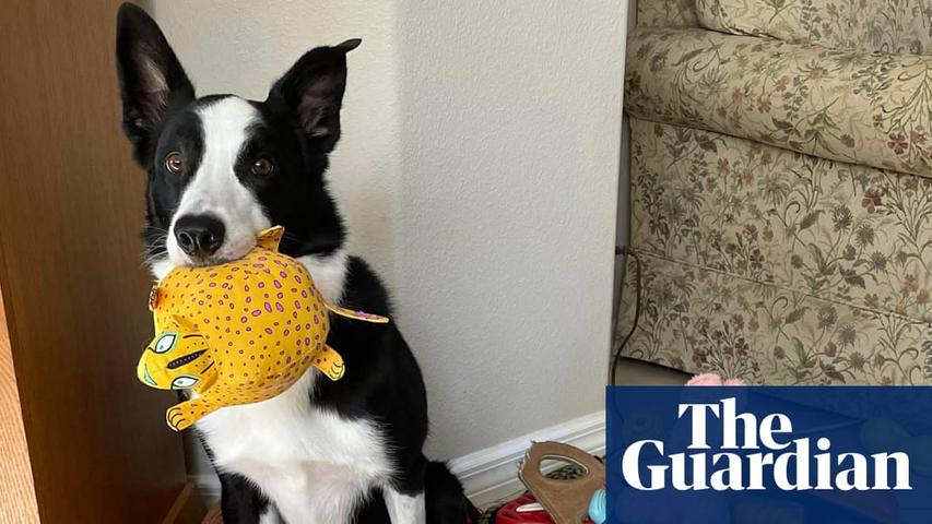 Smart Pups Learn New Words When They Listen In!