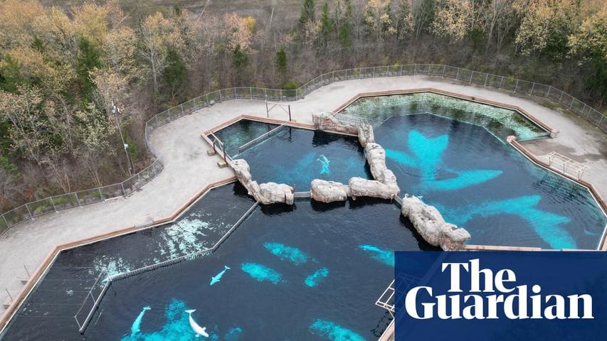 Whales Might Move to a New Home!