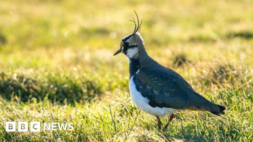 Boats Become New Homes for Birds!
