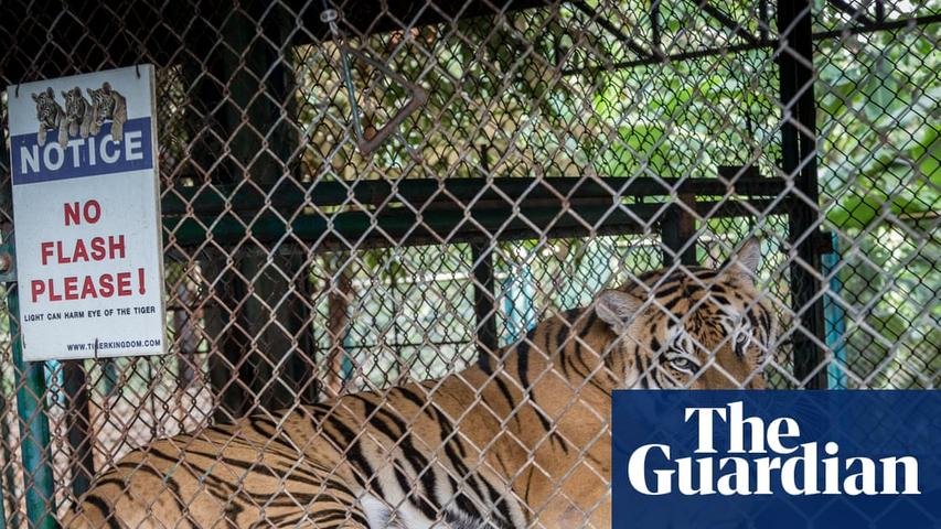 Sad News About Tigers in Thailand
