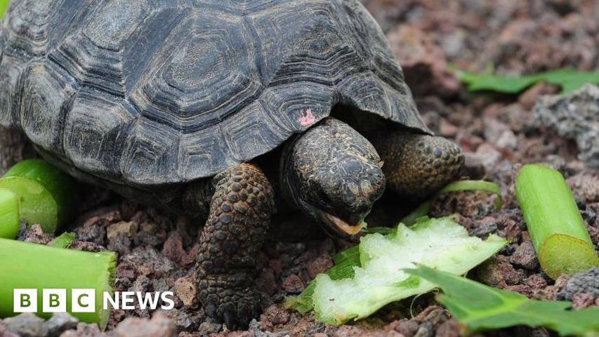 Big Tortoises Come Back To Their Island Home