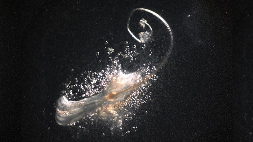 Tiny Hair Factories Built in the Lab!