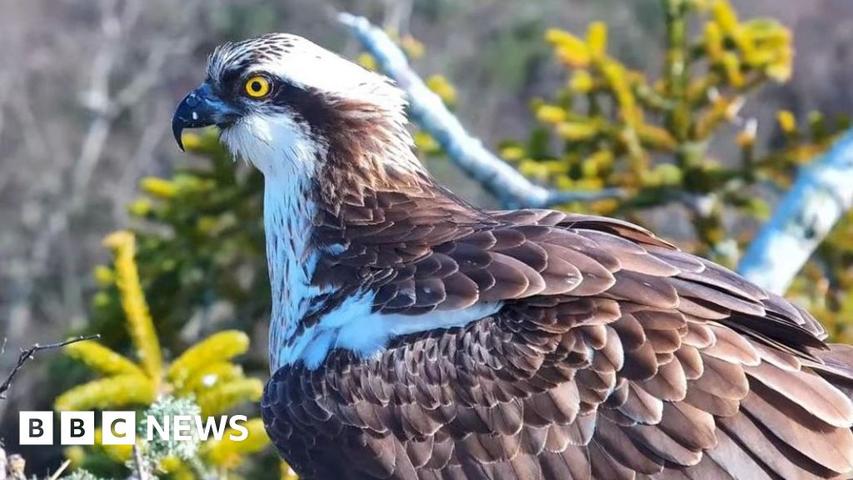 Rare Ospreys Returning to English Coastlines Soon
