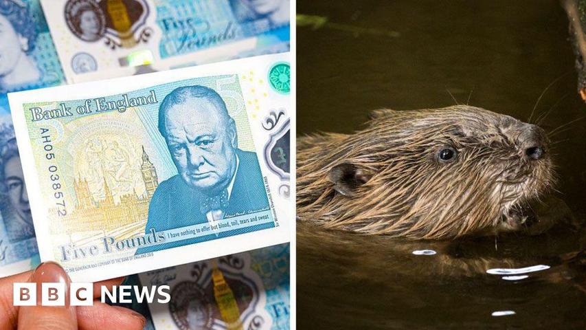 Animals on Our Money!