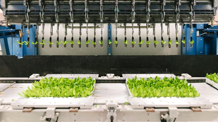 Indoor Vertical Farms Face Big Challenges Competing.