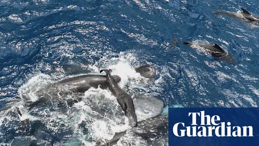 Whales Help New Mom Birth Her Baby