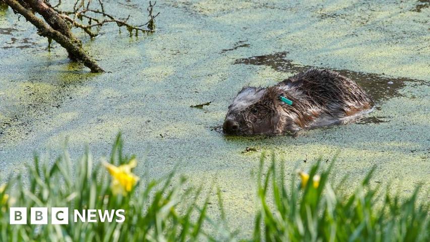 Beavers Are Coming Back to Play!