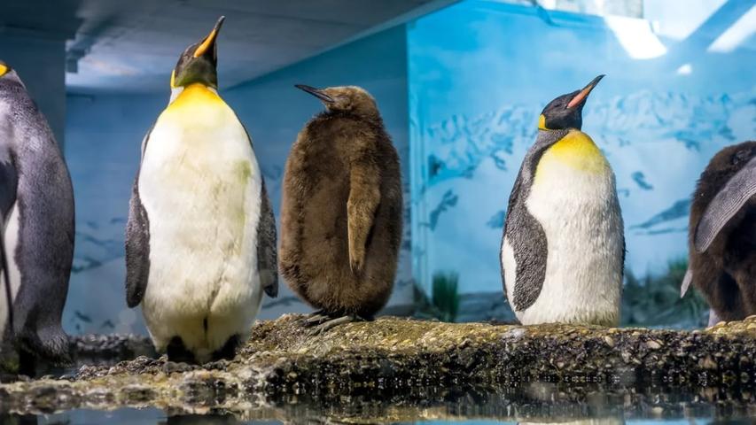 Penguins in Zoos Get Old Faster!