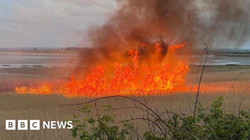 Fire Hurts Bird Homes!